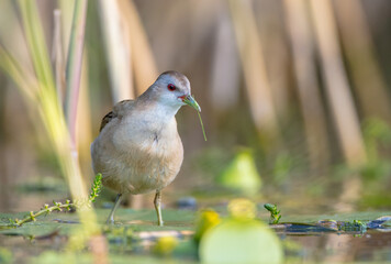 Little Crake - female feeding at a wetland 