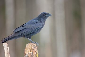 Common Raven - in winter at a wet forest