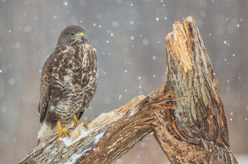 Common Buzzard in winter at a wet forest