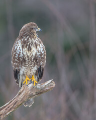 Common Buzzard in winter at a wet forest