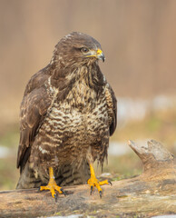Common Buzzard in winter at a wet forest