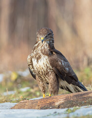 Common Buzzard in winter at a wet forest