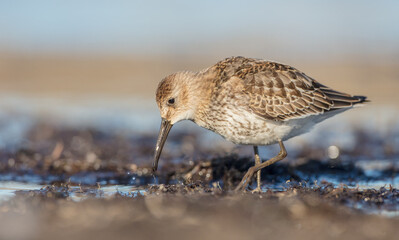 Dunlin - at a seashore on the autumn migration way