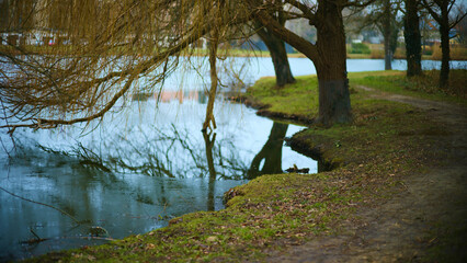A scenic pond reflecting a row of winter trees, with their bare branches hanging low over the...