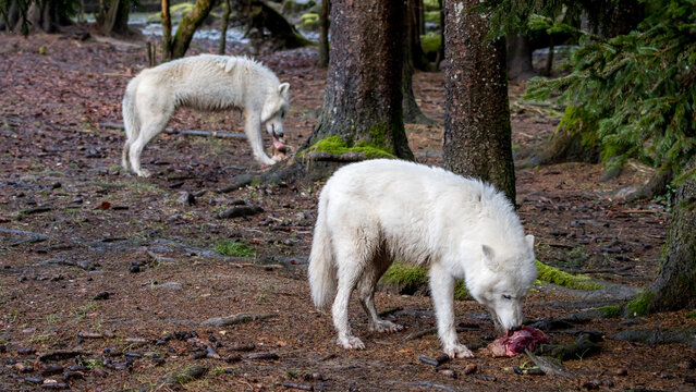 Pair of Arctic wolves in a forest setting, one feeding