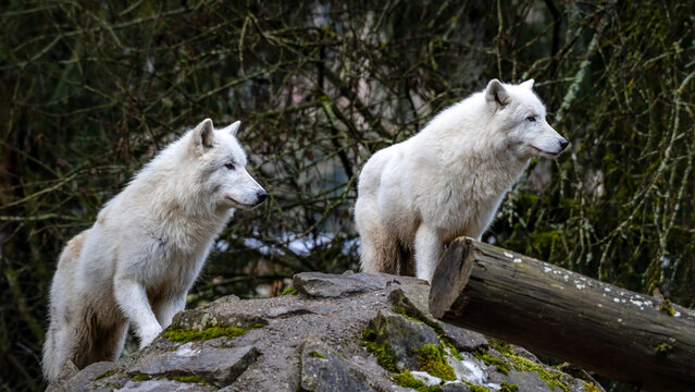 Two Arctic wolves on a rocky perch in a forest