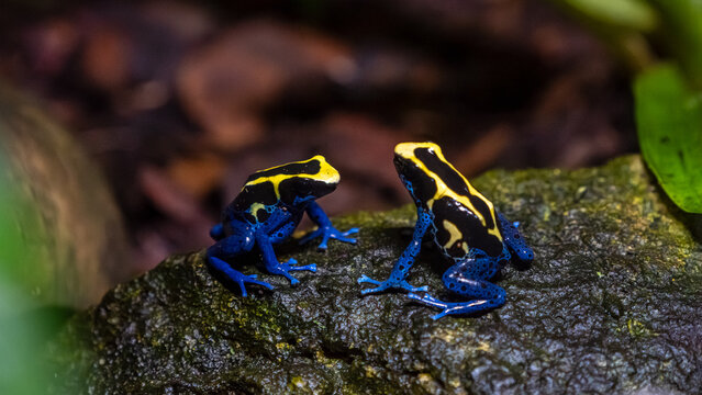 Colorful dyeing poison frogs discussing on a wet rock