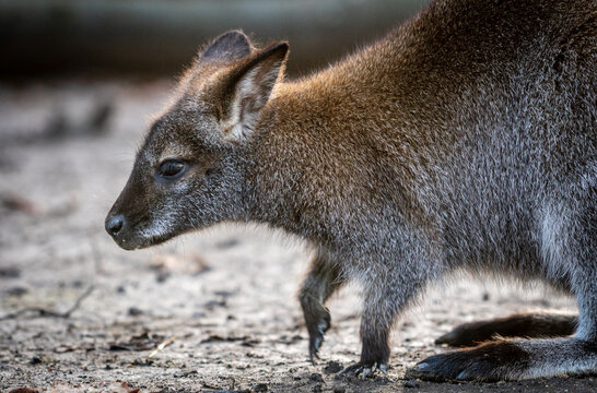 Young swamp wallaby navigating through rough terrain