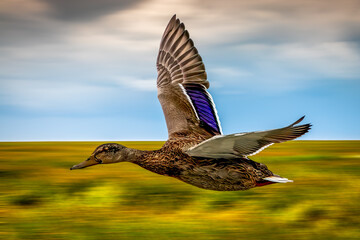 Single Isolated Mallard Duck Flying over Vibrant Green Field with Blue Sky Background