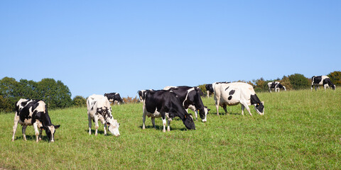 Herd of black and white Holstein dairy cows grazing in a pasture on the skyline, panorama view