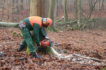 Holzfäller mit Kettensäge beim Baum fällen