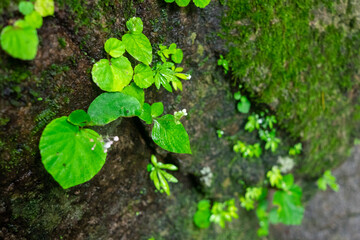 green moss on the stone