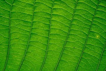 green leaf texture