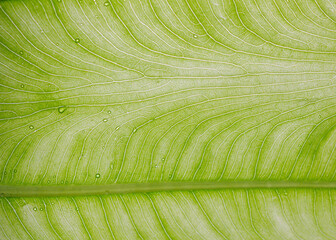 Green leaf texture macro background. Leaf vein pattern macro Green leaf cells macro. Leaf close-up...