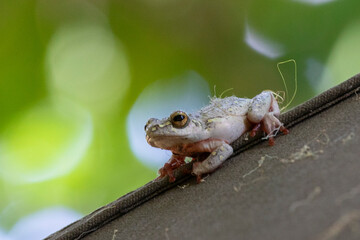 Marbled Reed Frog or Painted Reed Frog (Hyperolius marmoratus) crouched on canvas tent, Western Cape, South Africa