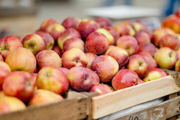 Fresh red and yellow apples in wooden crates sold on farmers food market during spring fair in Vilnius, Lithuania