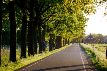 Naklejka premium Sunlit countryside road lined with trees in the evening
