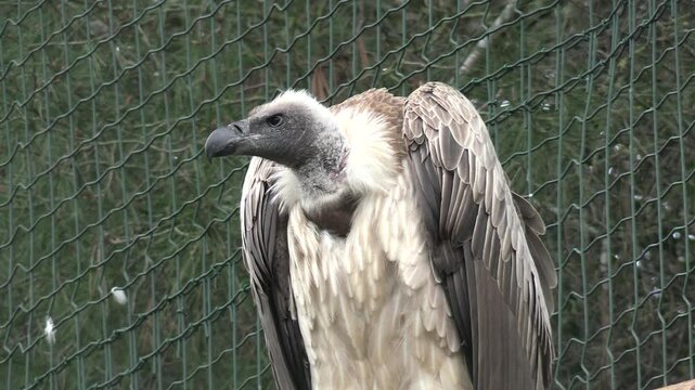 portrait d'un vautour &agrave; dos blanc