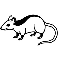 image of a squirrel