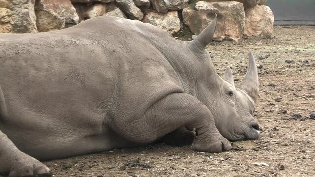 rhinoc&eacute;ros, en gros plan, dans un parc animalier