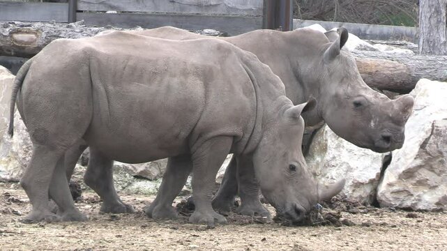 rhinoc&eacute;ros, en gros plan, dans un parc animalier