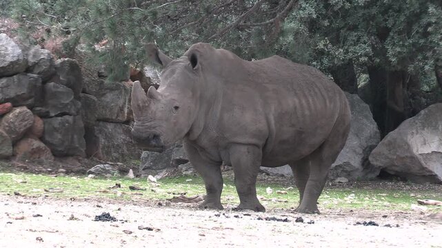 rhinoc&eacute;ros, en gros plan, dans un parc animalier
