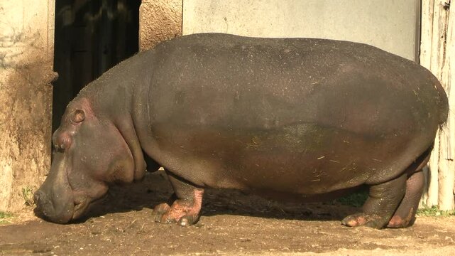 hippopotame, en gros plan, dans un parc animalier 