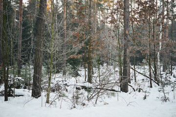 zima,drzewa  © Marcin Łazarczyk