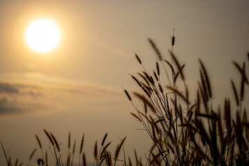 Fototapeta premium sunset in the field