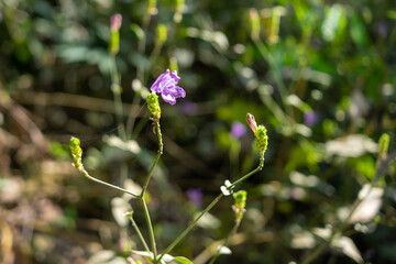 purple flowers in the garden