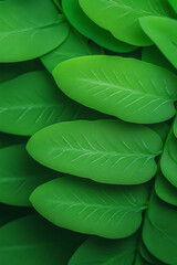 Obraz premium An intricate macro shot of a fern leaf, revealing the fine fronds and detailed patterns that contribute to its lush and green appearance,