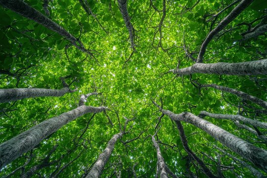 Lush forest canopy overhead, sunlit leaves, nature background, eco-design