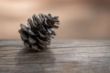 pine cone on wood