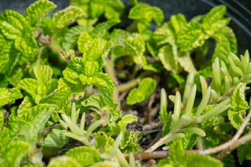 close up of a green plant