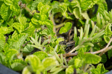 Fototapeta premium green plant in the garden
