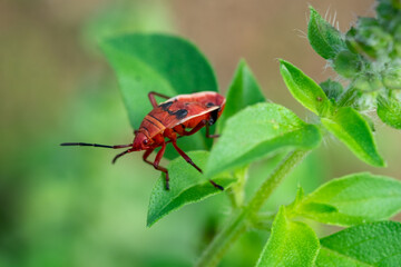 bug on a leaf
