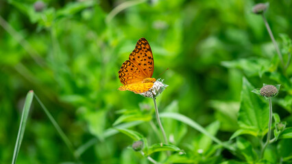 butterfly on a flower