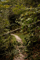 umgestürzter Baum an stürmischem Herbsttag in den Bergen in Tirol Österreich