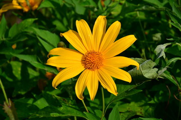 Tree Marigold flowers in natural morning light with green leaves background.