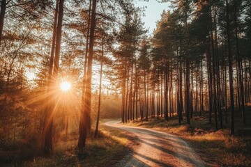 Sunset forest road winding path nature autumn