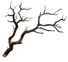 Dead tree branch with intricate limbs showcasing nature's stark beauty in a minimalist style on transparent background