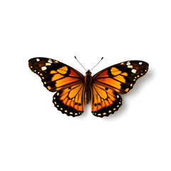 Fototapeta premium butterfly with white background