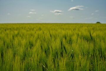 Expansive green wheat field under a blue sky.