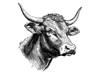 Cow, bull, farm. Vintage retro print, black white cow sketch ink pencil style drawing, engrave old school. Sketch artwork silhouette farm cow, white background. Side view profile. Illustration