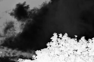 trees and sky in black and white film negative