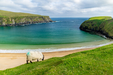 Sheep grazing near Silver Strand, a sandy beach in a sheltered, horseshoe-shaped bay, at Malin Beg,...