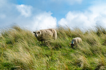 Sheep marked with dye grazing in green pastures. Adult sheep and baby lambs feeding in lush green...