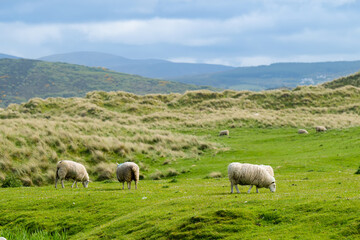 Sheep marked with dye grazing in green pastures. Adult sheep and baby lambs feeding in lush green...