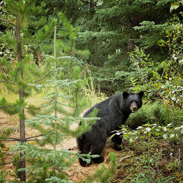 Black bear in the woods looking back, Williams Lake, British Columbia, Canada