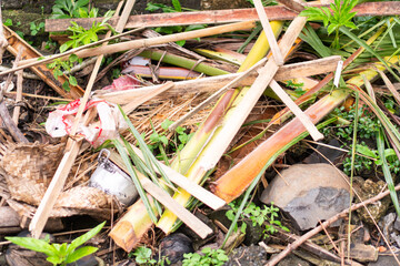 Organic Debris in Nature